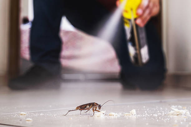 Flea Control Services in Burley, ID