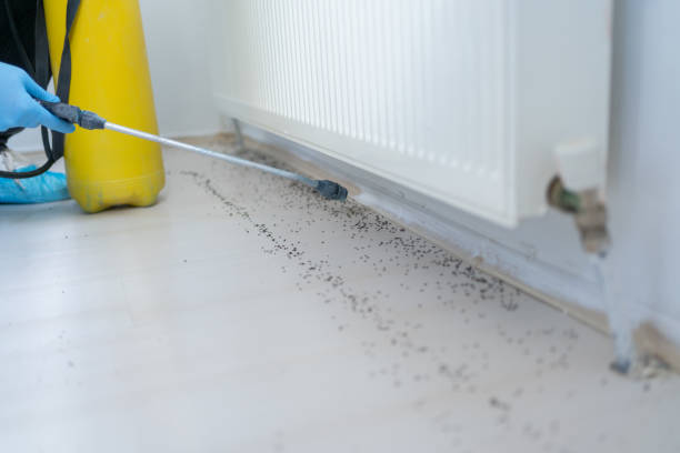 Best Residential Pest Control  in Burley, ID