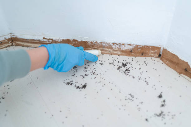 Professional Pest Control in Burley, ID